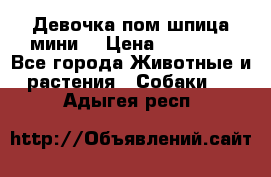 Девочка пом шпица мини  › Цена ­ 30 000 - Все города Животные и растения » Собаки   . Адыгея респ.